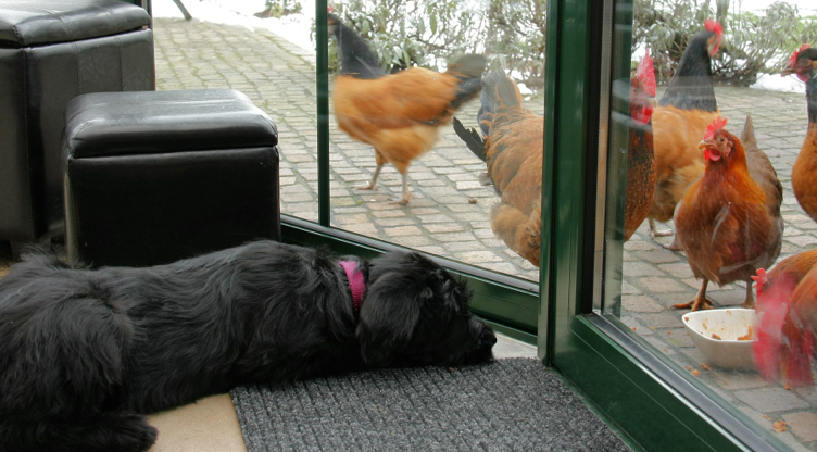 Unser Welpe liegt vor der Terrassentür, dort laufen Hühner